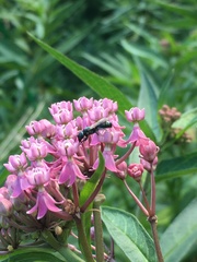 Anthophila