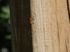 Tetraopes tetrophthalmus