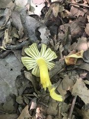 Hygrocybe caespitosa