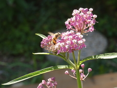 Apis mellifera