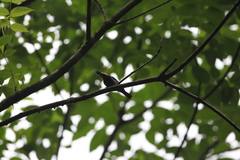 Machlolophus spilonotus