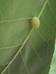 Caryomyia caryaecola