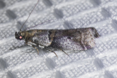 Acrobasis caliginella