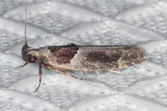 Pseudochelaria scabrella