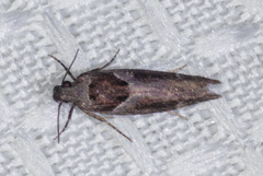 Pseudochelaria scabrella