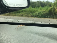 Doldina interjungens