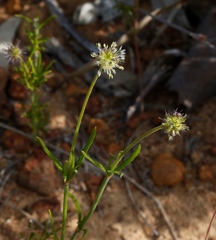 Opercularia vaginata
