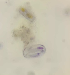 Thalassiosirales