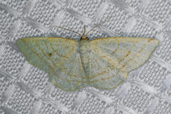 Protitame subalbaria