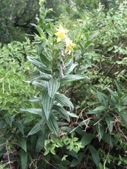 Lithospermum macromeria