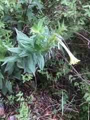 Lithospermum macromeria