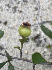 Crataegus munda