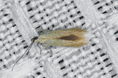 Tischerioidea