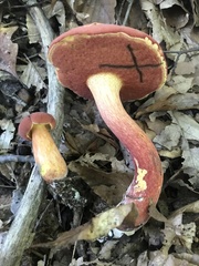 Boletus carminiporus