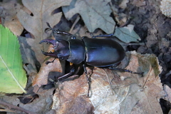 Lucanus tetraodon