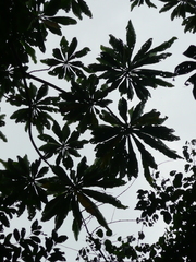 Anthocleista nobilis