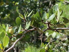Crataegus munda