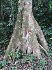 Anthocleista nobilis