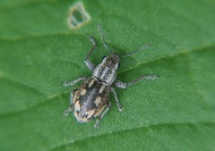 Pantomorus albosignatus