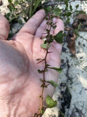 Crataegus munda