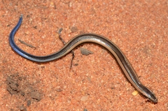 Limpopo Dwarf Burrowing Skink photo 1