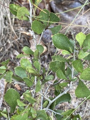 Crataegus munda