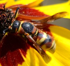 Euodynerus hidalgo viereckii