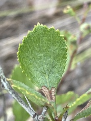 Crataegus munda