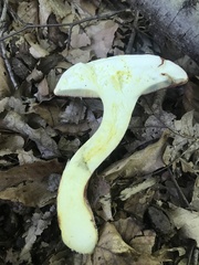 Boletus carminiporus