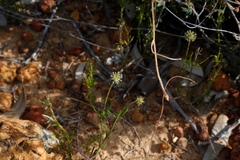 Opercularia vaginata