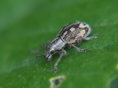 Pantomorus albosignatus