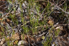 Opercularia vaginata