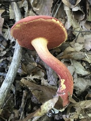 Boletus carminiporus