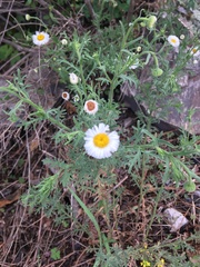 Erigeron neomexicanus