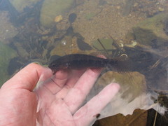 Eleotris acanthopomus