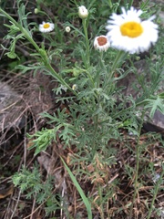 Erigeron neomexicanus