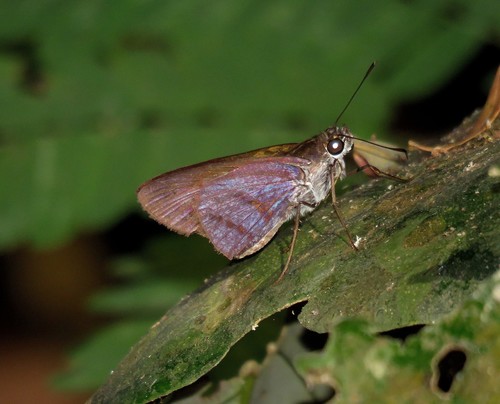 Paracarystus menestries