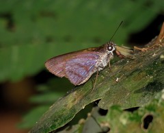 Paracarystus menestries