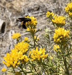 Stizoides renicinctus