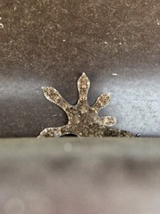 Gekko japonicus