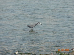 Egretta caerulea
