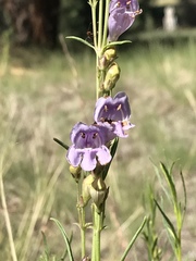 Penstemon pseudoputus