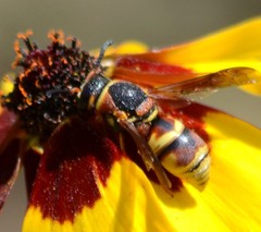 Euodynerus hidalgo viereckii