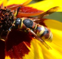 Euodynerus hidalgo viereckii