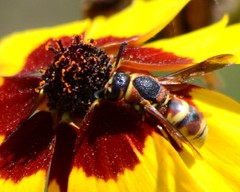Euodynerus hidalgo viereckii