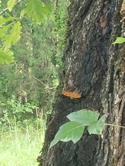 Polygonia interrogationis