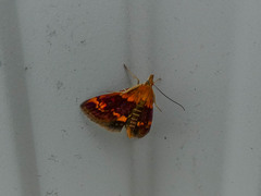 Pyrausta orphisalis