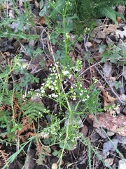 Galium mexicanum