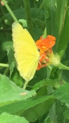 Pyrisitia dina westwoodi