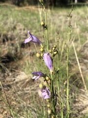 Penstemon pseudoputus